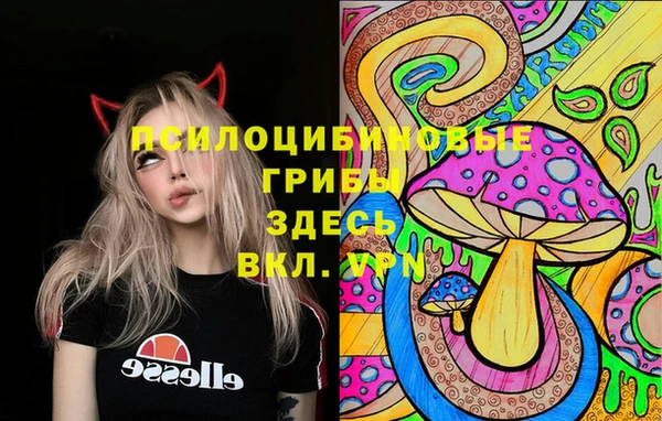 стаф Аркадак