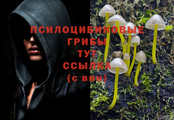стаф Аркадак