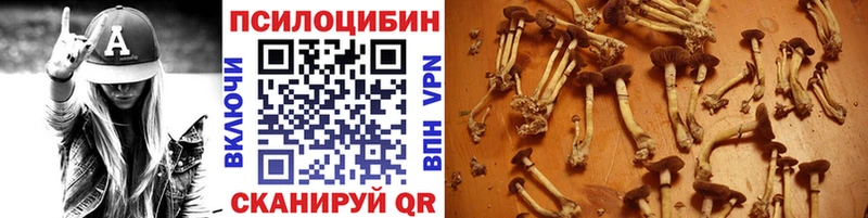 дарнет шоп  Бабушкин  Псилоцибиновые грибы мицелий 